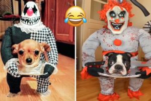 😲 Aww! The Funniest and Cutest Dogs Ever #52 | ChihuahuaTV