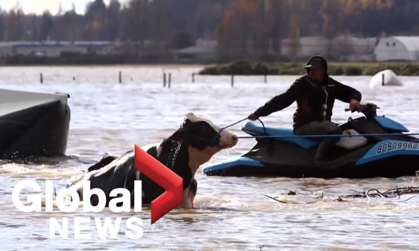 BC floods: Farmers rescue cattle with jet skis in Abbotsford