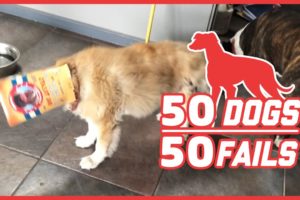 BEST DOG FAILS! // 50 Dog Breeds, 50 Fails!