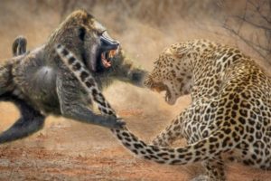 Baboon VS Big Cats - Amazing Baboon Fight Back Lion, Leopard - Wild Animals Fight To Death