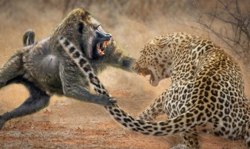 Baboon VS Big Cats - Amazing Baboon Fight Back Lion, Leopard - Wild Animals Fight To Death
