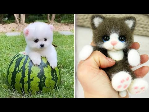 Baby Animals 🔴 30 Minutes of Funny Cats and Dogs Videos 2021 Perros y Gatos Recopilación #9