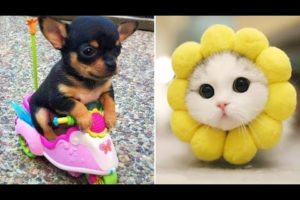 Baby Animals 🔴 Funny Cats and Dogs Videos Compilation (2019) Perros y Gatos Recopilación #10