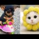Baby Animals 🔴 Funny Cats and Dogs Videos Compilation (2019) Perros y Gatos Recopilación #10