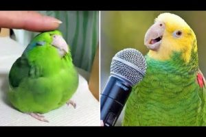 Baby Animals 🔴 Funny Parrots and Cute Birds Compilation (2021) Loros Adorables Recopilación #25