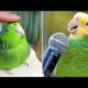Baby Animals 🔴 Funny Parrots and Cute Birds Compilation (2021) Loros Adorables Recopilación #25