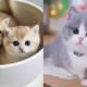 Baby Cats - Cute and Funny Cat Videos Compilation #13 | Aww Animals