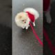 Baby Dogs,Cute funny dog cutest puppies,SuccessTrend your dog👇🏾   #cutestpuppies#cutedog#short#2