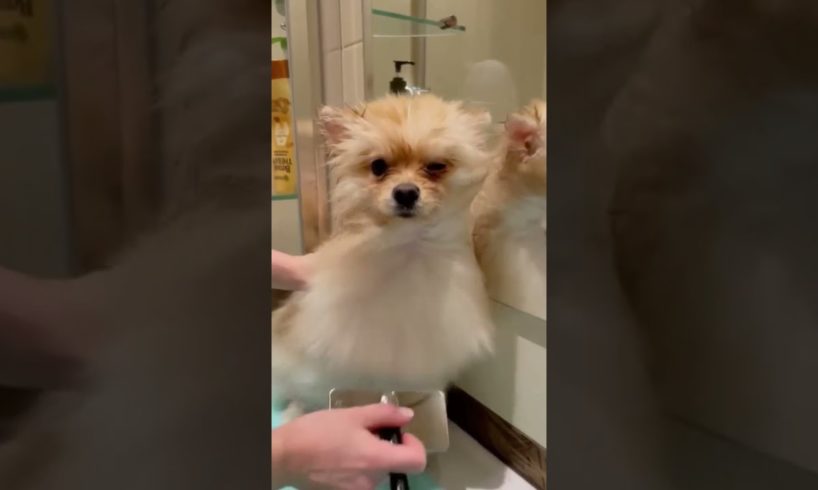 Baby Dogs,Cute funny dog cutest puppies,SuccessTrend your dog👇🏾   #cutestpuppies#cutedog#short#3