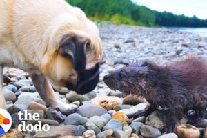 Baby Otter Learns To Swim With A Family Of Dogs | The Dodo
