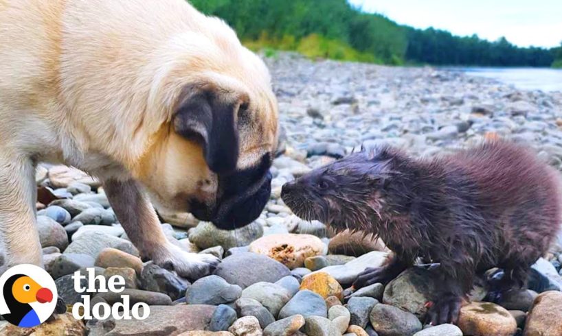 Baby Otter Learns To Swim With A Family Of Dogs | The Dodo