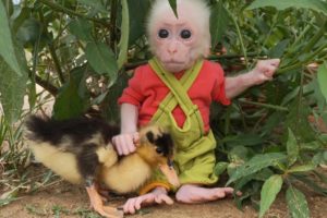 Baby monkey andy and duckling having fun together