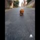 Best Cute Puppies Doing Funny Things|Cutest Puppies 2021#543.