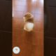 Best Cute Puppies Doing Funny Things|Cutest Puppies 2021#644.