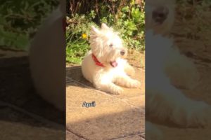 Best Cute Puppies Doing Funny Things|Cutest Puppies 2021#745.