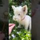 Best Cute Puppies Doing Funny Things|Cutest Puppies 2021#789.