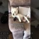 Best Cute Puppies Doing Funny Things|Cutest Puppies 2021#792.