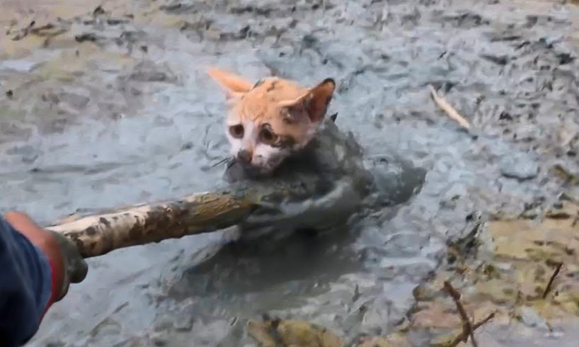 Best Inspiring Animal Rescues Of The Year   |  Real Life Heroes