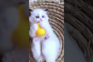 🤣🐯 Big Cats Playing v. Small Cats Playing 🦁😹🥰  Funny Animals #Shorts