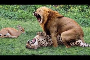 Biggest Wild Animal Fights #WildAnimalbattle #lion