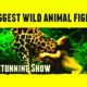 Biggest wild animal fights !! Top fights till January 2015.