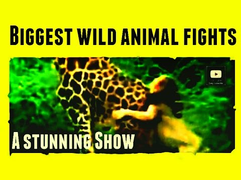 Biggest wild animal fights !! Top fights till January 2015.