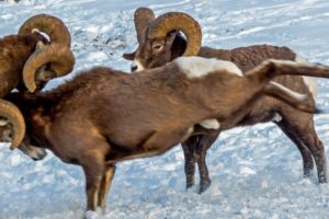 Bighorn Headbutting Battle in Canada's Rockies