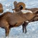 Bighorn Headbutting Battle in Canada's Rockies