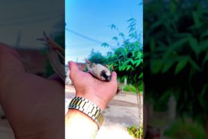 Bird after Rescue Fly 🐦