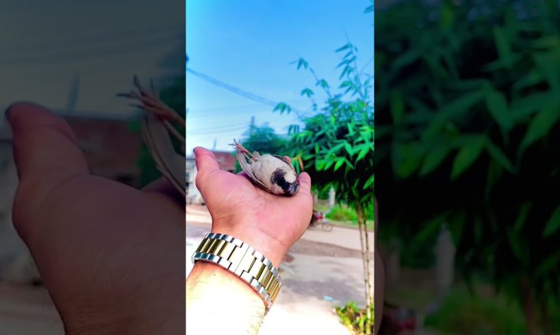 Bird after Rescue Fly ๐ฆ