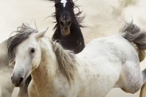 Brutal Stallion Mating Fight | Planet Earth II | BBC Earth