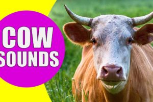 COW SOUNDS | Learn Animals with Kiddopedia #Shorts