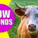 COW SOUNDS | Learn Animals with Kiddopedia #Shorts