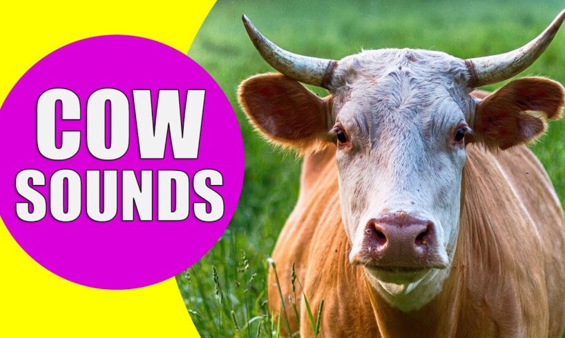COW SOUNDS | Learn Animals with Kiddopedia #Shorts