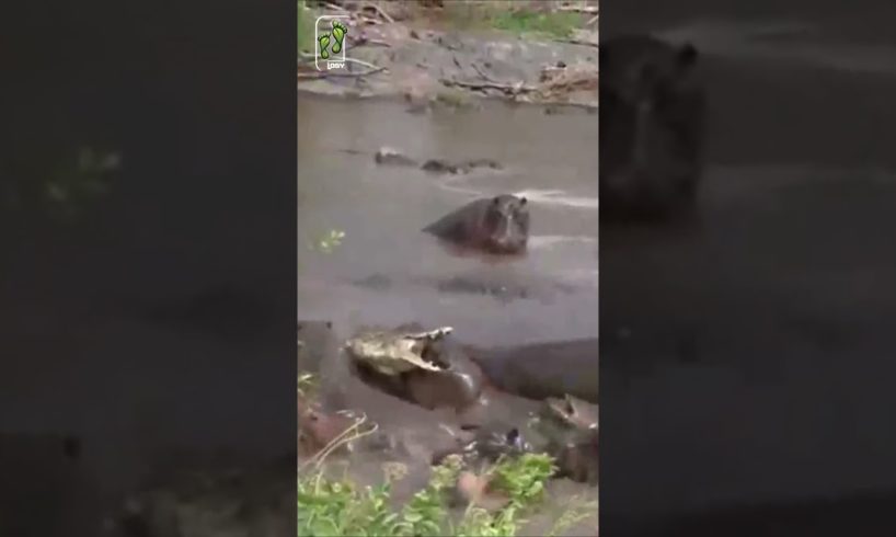 🔥🔥 CRAZIEST ANIMAL FIGHTS CAUGHT ON CAMERA - HIPPOS VS CROCODILE⛺ OUTDOOROLOGY