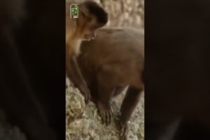 🔥🔥 CRAZIEST ANIMAL FIGHTS CAUGHT ON CAMERA - MONKEY STEAL RAT FROM SNAEAK ⛺ OUTDOOROLOGY