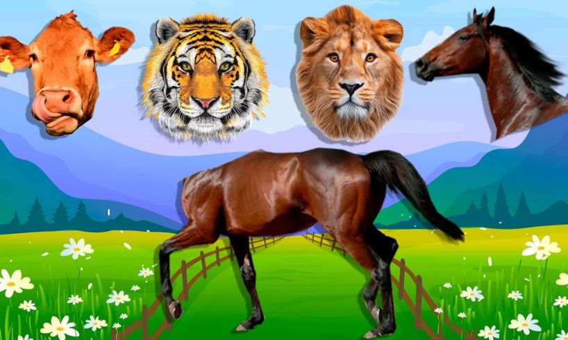 CUTE ANIMALS Kuda, Bison, Cow, Horse, Tiger, Lion, 들소, 얼룩말, 말, 고양이, 사자, 기니피그