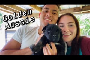CUTEST PUPPIES!! Golden Retriever and Australian Shepherd Puppies (Week 5)