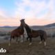 Caballo salvaje abandonado por su familia consigue un nuevo hogar I El Dodo