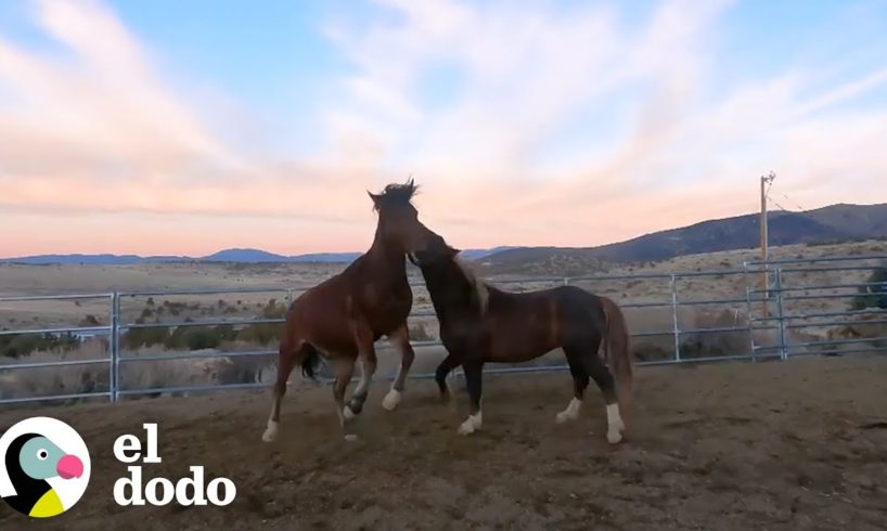 Caballo salvaje abandonado por su familia consigue un nuevo hogar I El Dodo