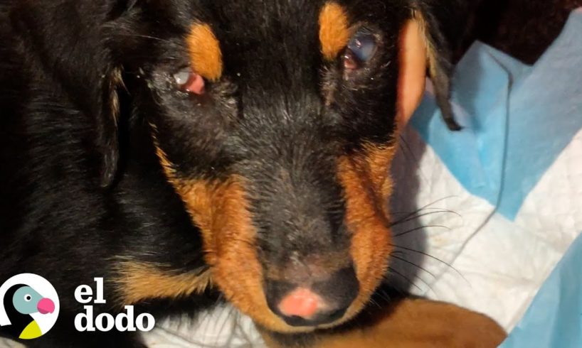 Cachorro ciego y perdido sorprende a todas con su transformación | El Dodo