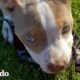 Cachorro de 5 onzas crece para "caminar sola" | El Dodo