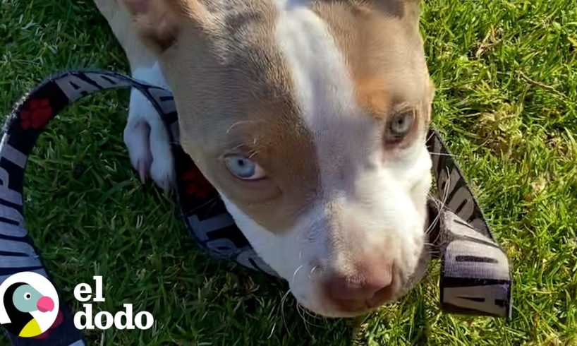Cachorro de 5 onzas crece para "caminar sola" | El Dodo