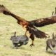 Can A Hawk Attack Big Rabbit ? Wild Animal Fight