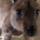 Canguro bebé huérfano conoce a su nueva familia por primera vez | El Dodo