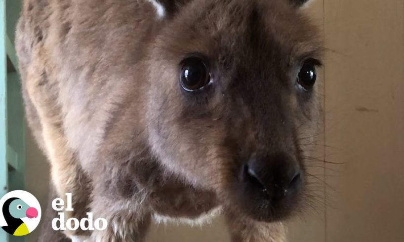 Canguro bebé huérfano conoce a su nueva familia por primera vez | El Dodo