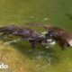 Castor y nutria juegan 24 horas al día, 7 días a la semana | El Dodo