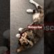 Cat Playing With Bird Doll #shorts #short #cats #cat #animals