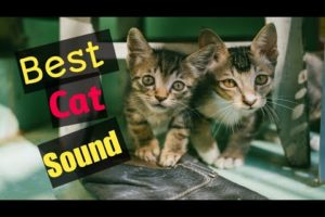 Cat  to Playing Balloon - Funny Cat Balloon Reaction |All world Animals