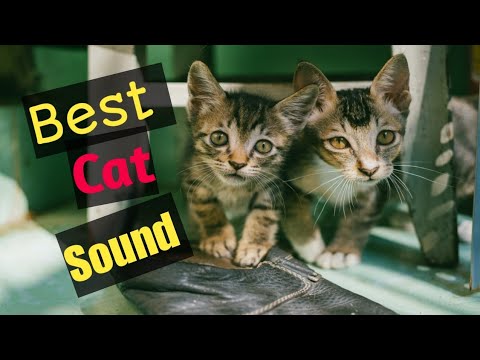 Cat  to Playing Balloon - Funny Cat Balloon Reaction |All world Animals